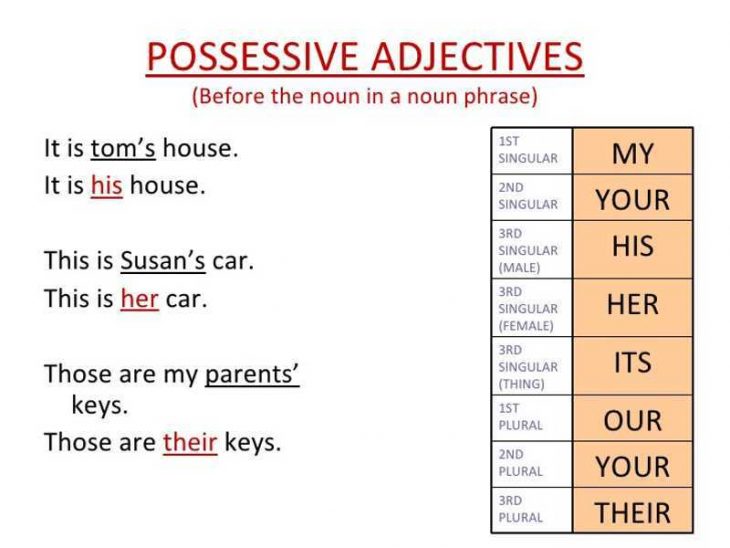 Aggettivi Possessivi in Inglese